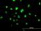 Transducer Of ERBB2, 1 antibody, H00010140-B01P, Novus Biologicals, Immunofluorescence image 