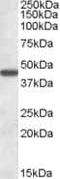 Aminoadipate Aminotransferase antibody, PA5-18859, Invitrogen Antibodies, Western Blot image 