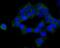 Cystathionine-Beta-Synthase antibody, NBP2-76982, Novus Biologicals, Immunocytochemistry image 