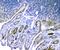 DEAH-Box Helicase 15 antibody, A08140-1, Boster Biological Technology, Immunohistochemistry paraffin image 