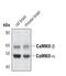 Calcium/Calmodulin Dependent Protein Kinase II Alpha antibody, PA5-17095, Invitrogen Antibodies, Western Blot image 