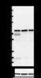 Beclin 1 antibody, 849704, BioLegend, Western Blot image 