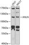 Anillin Actin Binding Protein antibody, 22-286, ProSci, Western Blot image 