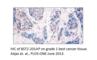 Bone Marrow Stromal Cell Antigen 2 antibody, BST2-201AP, FabGennix, Immunohistochemistry paraffin image 