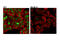 p125 antibody, 14768S, Cell Signaling Technology, Immunofluorescence image 