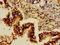 Growth Factor Receptor Bound Protein 10 antibody, orb401488, Biorbyt, Immunohistochemistry paraffin image 