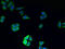 Transmembrane Protein 177 antibody, CSB-PA023759LA01HU, Cusabio, Immunofluorescence image 