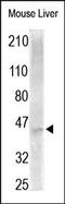 Surfactant Protein B antibody, 251406, Abbiotec, Western Blot image 