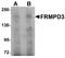 FERM And PDZ Domain Containing 3 antibody, A18423, Boster Biological Technology, Western Blot image 