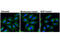 Hepatocyte Growth Factor-Regulated Tyrosine Kinase Substrate antibody, 15087S, Cell Signaling Technology, Immunocytochemistry image 