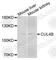 Cullin 4B antibody, A5400, ABclonal Technology, Western Blot image 