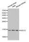 ISG15 Ubiquitin Like Modifier antibody, abx001096, Abbexa, Western Blot image 