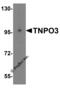 Transportin 3 antibody, 4597, ProSci Inc, Western Blot image 