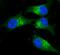 Tenascin C antibody, AF3358, R&D Systems, Immunofluorescence image 