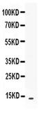 C-X-C Motif Chemokine Ligand 13 antibody, PA5-79106, Invitrogen Antibodies, Western Blot image 