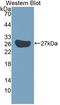 Katanin Catalytic Subunit A1 antibody, LS-C374544, Lifespan Biosciences, Western Blot image 