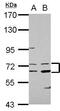 Collagen Type IV Alpha 3 Binding Protein antibody, GTX122166, GeneTex, Western Blot image 