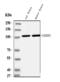 Gamma-Aminobutyric Acid Type B Receptor Subunit 1 antibody, A07297-1, Boster Biological Technology, Western Blot image 