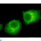 RAB2A, Member RAS Oncogene Family antibody, LS-C813109, Lifespan Biosciences, Immunofluorescence image 