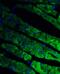 C-X3-C Motif Chemokine Receptor 1 antibody, 2093, QED Bioscience, Immunofluorescence image 