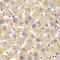 Glycerol-3-phosphate dehydrogenase, mitochondrial antibody, LS-B15626, Lifespan Biosciences, Immunohistochemistry frozen image 