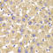 Glycerol-3-Phosphate Dehydrogenase 2 antibody, LS-B15626, Lifespan Biosciences, Immunohistochemistry frozen image 