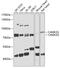 Calcium/Calmodulin Dependent Protein Kinase II Gamma antibody, 19-002, ProSci, Western Blot image 