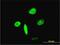 Forkhead Box A2 antibody, H00003170-M12, Novus Biologicals, Immunofluorescence image 