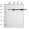 La Ribonucleoprotein Domain Family Member 1 antibody, A04488-2, Boster Biological Technology, Western Blot image 