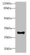 Transmembrane Protein 41A antibody, orb357223, Biorbyt, Western Blot image 