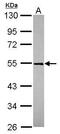 Tripartite Motif Containing 49 antibody, PA5-31431, Invitrogen Antibodies, Western Blot image 