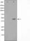 NFKB Inhibitor Epsilon antibody, abx011064, Abbexa, Western Blot image 