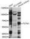 Tectonic Family Member 1 antibody, LS-C749910, Lifespan Biosciences, Western Blot image 