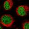 PDS5 Cohesin Associated Factor B antibody, NBP1-90122, Novus Biologicals, Immunofluorescence image 