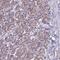 Citrate Synthase antibody, HPA038460, Atlas Antibodies, Immunohistochemistry paraffin image 