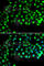 Cilia And Flagella Associated Protein 20 antibody, A7099, ABclonal Technology, Immunofluorescence image 