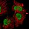 Alpha-2-Macroglobulin antibody, NBP1-85491, Novus Biologicals, Immunofluorescence image 