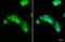 Arginase 1 antibody, GTX109242, GeneTex, Immunocytochemistry image 