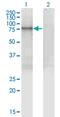 Protein Disulfide Isomerase Family A Member 4 antibody, H00009601-M01, Novus Biologicals, Western Blot image 