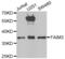 Fas apoptotic inhibitory molecule 3 antibody, abx004832, Abbexa, Western Blot image 