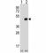 Bone Morphogenetic Protein 7 antibody, F43311-0.4ML, NSJ Bioreagents, Western Blot image 