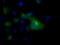 Tubulin Alpha 8 antibody, LS-C115081, Lifespan Biosciences, Immunohistochemistry frozen image 