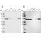 Septin 7 antibody, NBP1-85730, Novus Biologicals, Western Blot image 