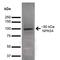 Neuronal PAS Domain Protein 4 antibody, LS-C777201, Lifespan Biosciences, Western Blot image 