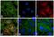 Rat IgG antibody, 31680, Invitrogen Antibodies, Immunofluorescence image 