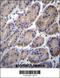 CTTNBP2 N-Terminal Like antibody, 56-606, ProSci, Immunohistochemistry paraffin image 