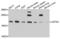 Centrin 3 antibody, PA5-76344, Invitrogen Antibodies, Western Blot image 