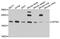 Centrin 3 antibody, PA5-76344, Invitrogen Antibodies, Western Blot image 