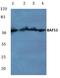 Actin Like 6A antibody, A05553, Boster Biological Technology, Western Blot image 