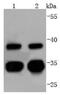 Cell Division Cycle 34 antibody, NBP2-67835, Novus Biologicals, Western Blot image 